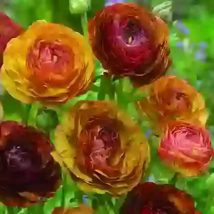Ranunculus